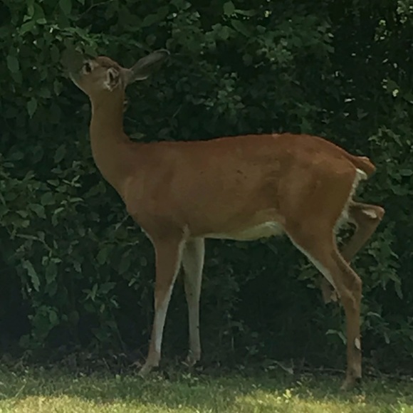 eBay.com/str/kjsdistribution (4 nonposh Items) - Picture 4 of 8